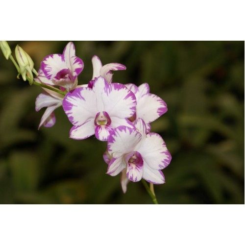 Dendrobium enobi " purple splash" Dendrobium enobi " purple splash"