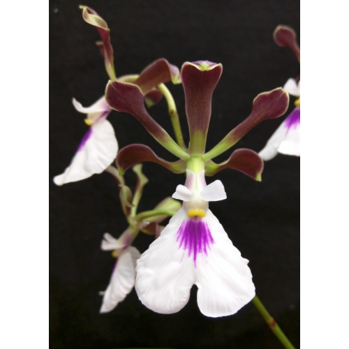 Encyclea cordigera Encyclea cordigera