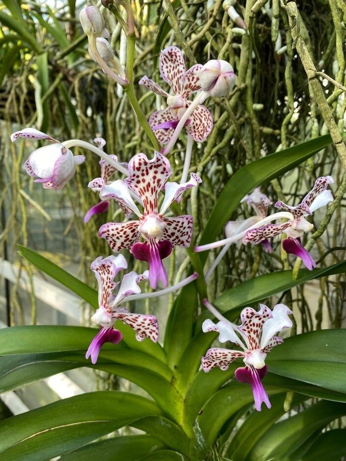 Vanda Tricolour var suavis Vanda Tricolour var suavis