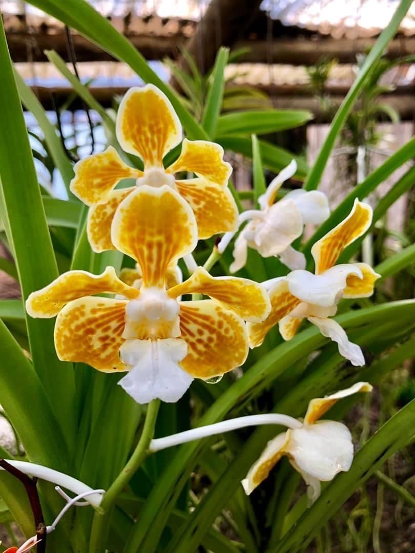 Vanda albescence x self