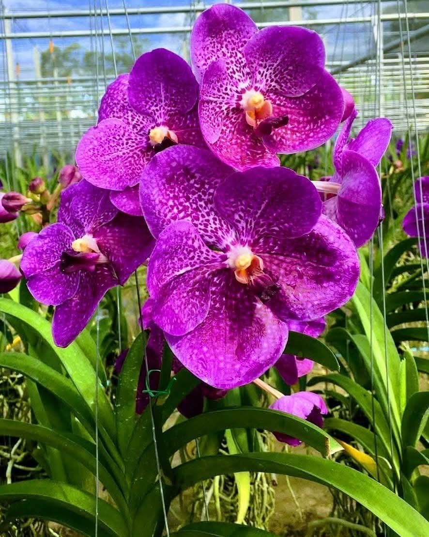 Vanda payat Vanda payat