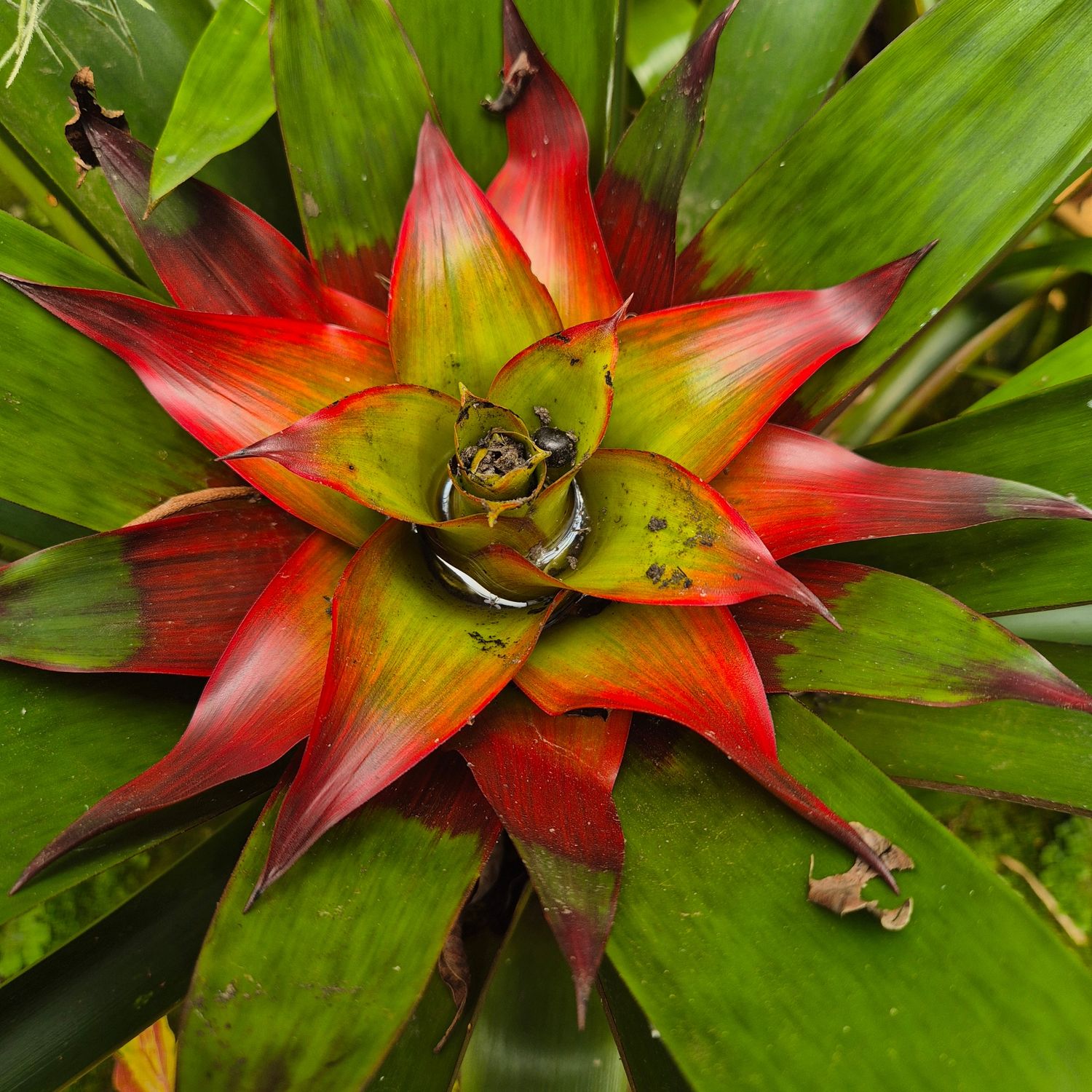 Guzmania rainbow Guzmania rainbow