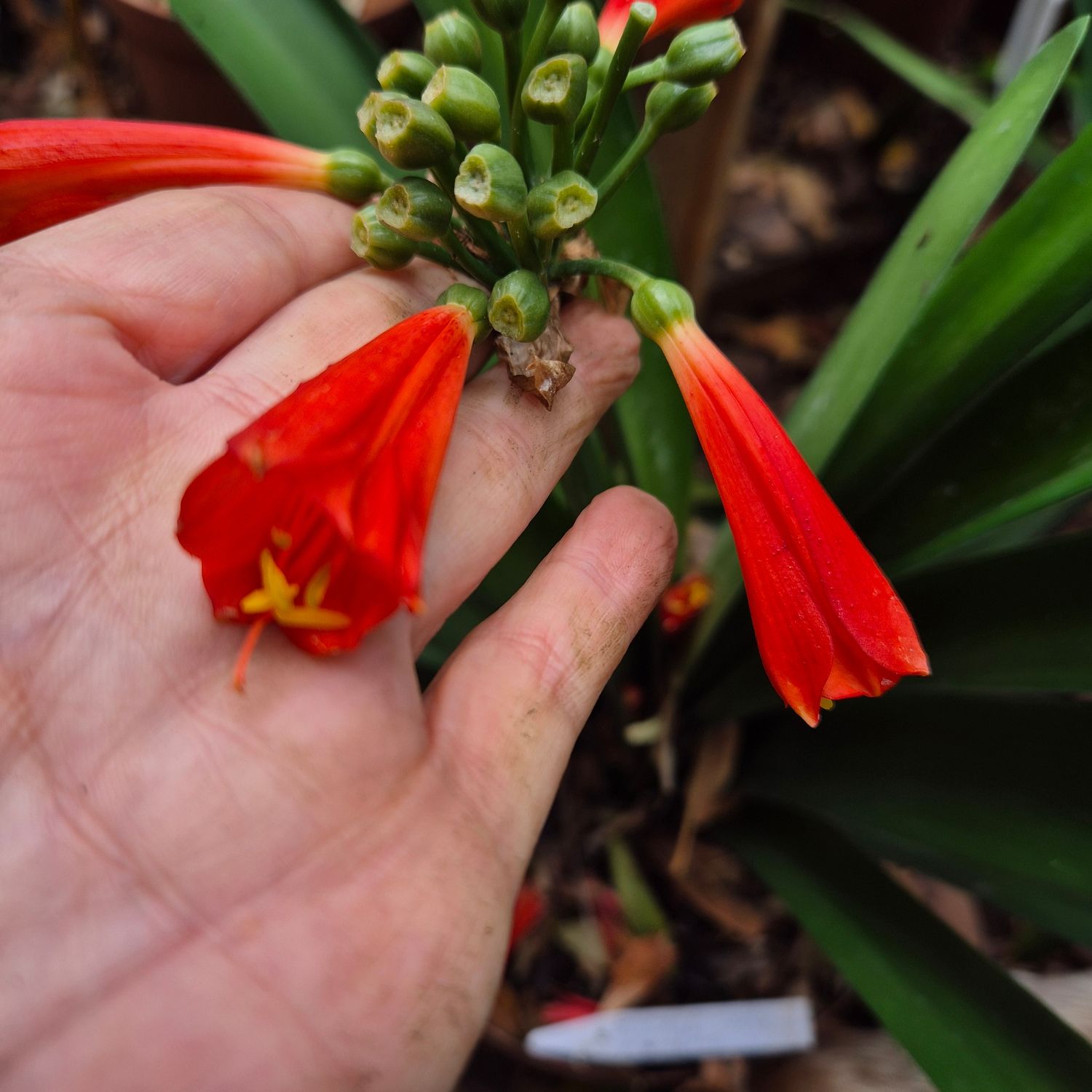 Clivia Miniata x Nobilis red