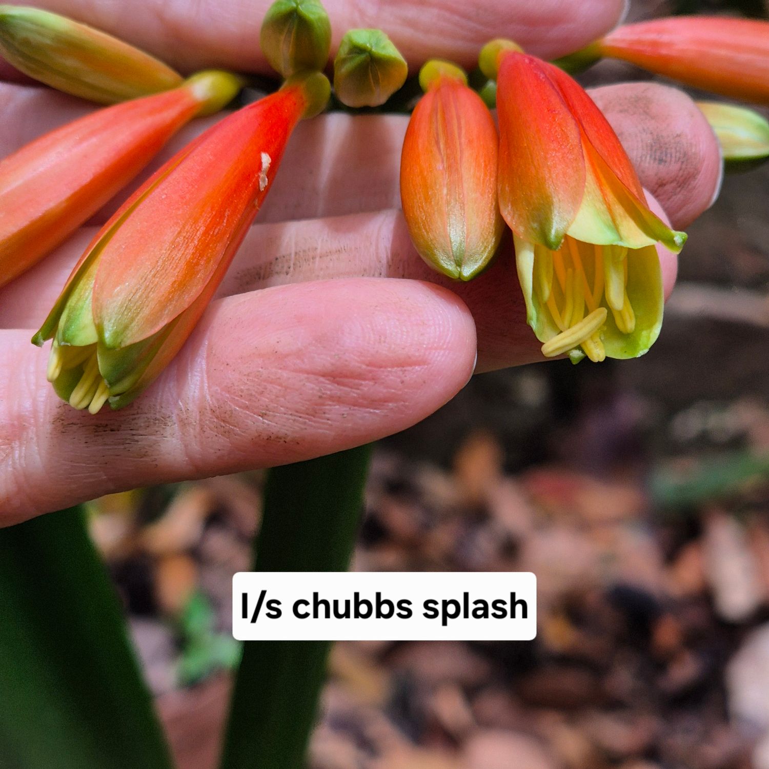 Clivia Interspecific chubby splash Clivia Interspecific chubby splash