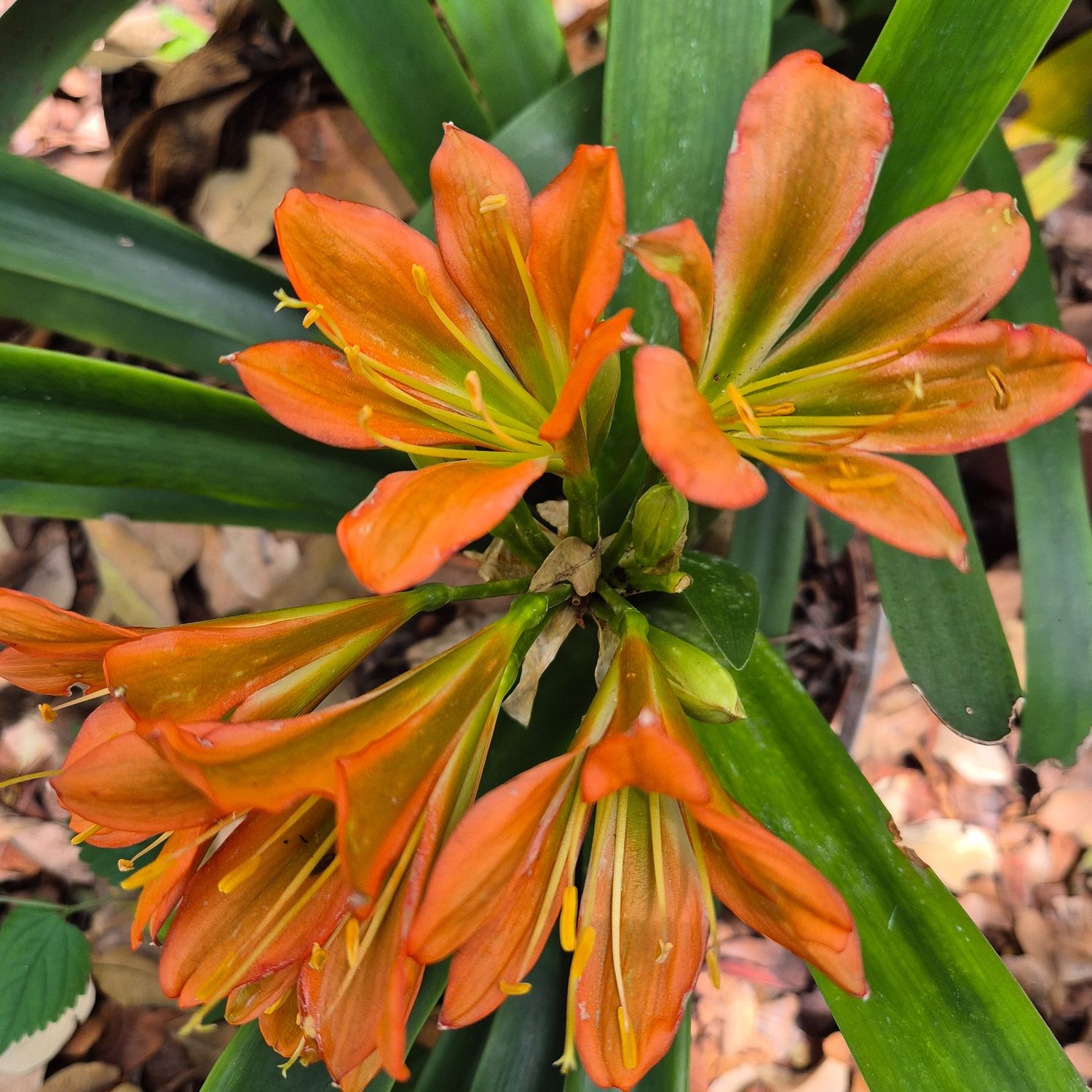 Miniata DK knight x Hirao Miniata DK knight x Hirao