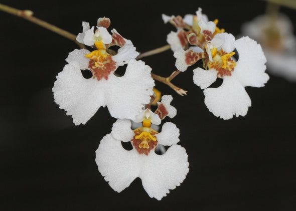 Tolumnia Velutina Tolumnia Velutina