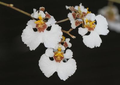 Tolumnia Velutina Tolumnia Velutina