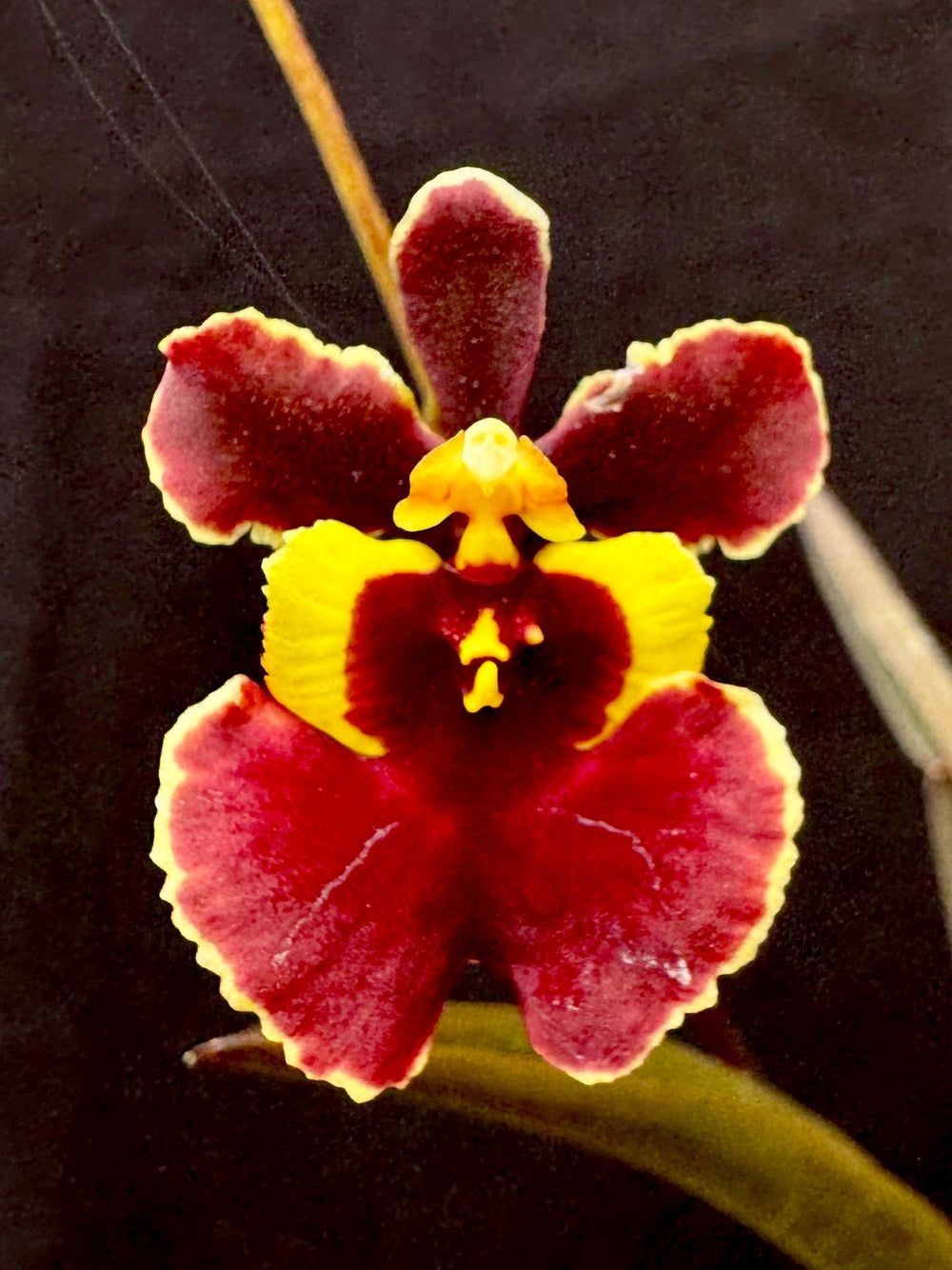 Tolumnia Jairak flyer Tolumnia Jairak flyer