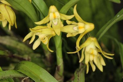 Polystachea ottoriana yellow Polystachea ottoriana yellow