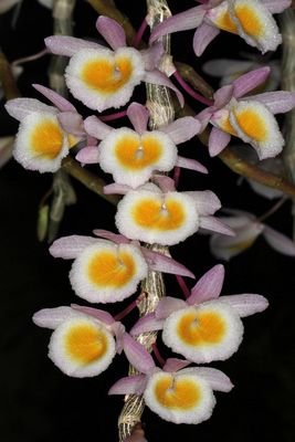 Dendrobium primulinum yellow lip Dendrobium primulinum yellow lip