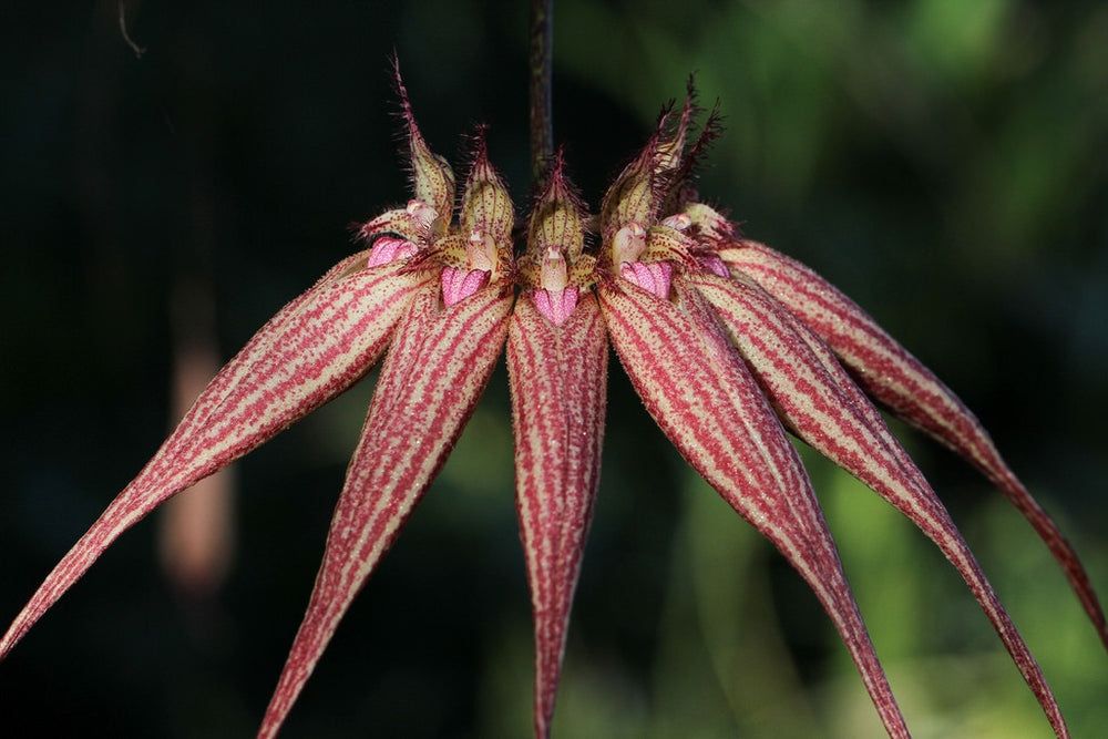 Bulbophyllum Elisabeth Ann "Bucleberry" Bulbophyllum Elisabeth Ann "Bucleberry"