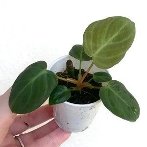 Philodendron Luxurians Chocolate Small 8cm Pot Philodendron Luxurians Chocolate Small 8cm Pot