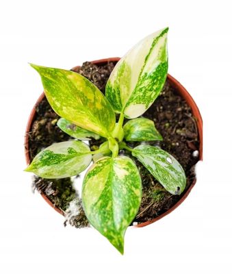 Philodendron Green Congo Variegated (Hybrid) Small Philodendron Green Congo Variegated (Hybrid) Small