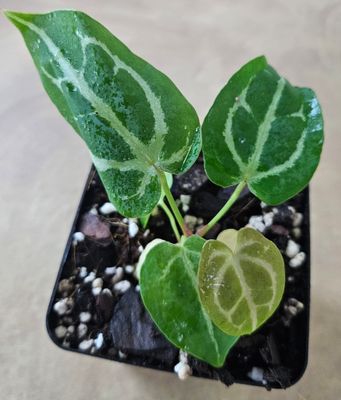 Anthurium Crystallinum x (Crystallinum Select Large 53 x Angela 35)