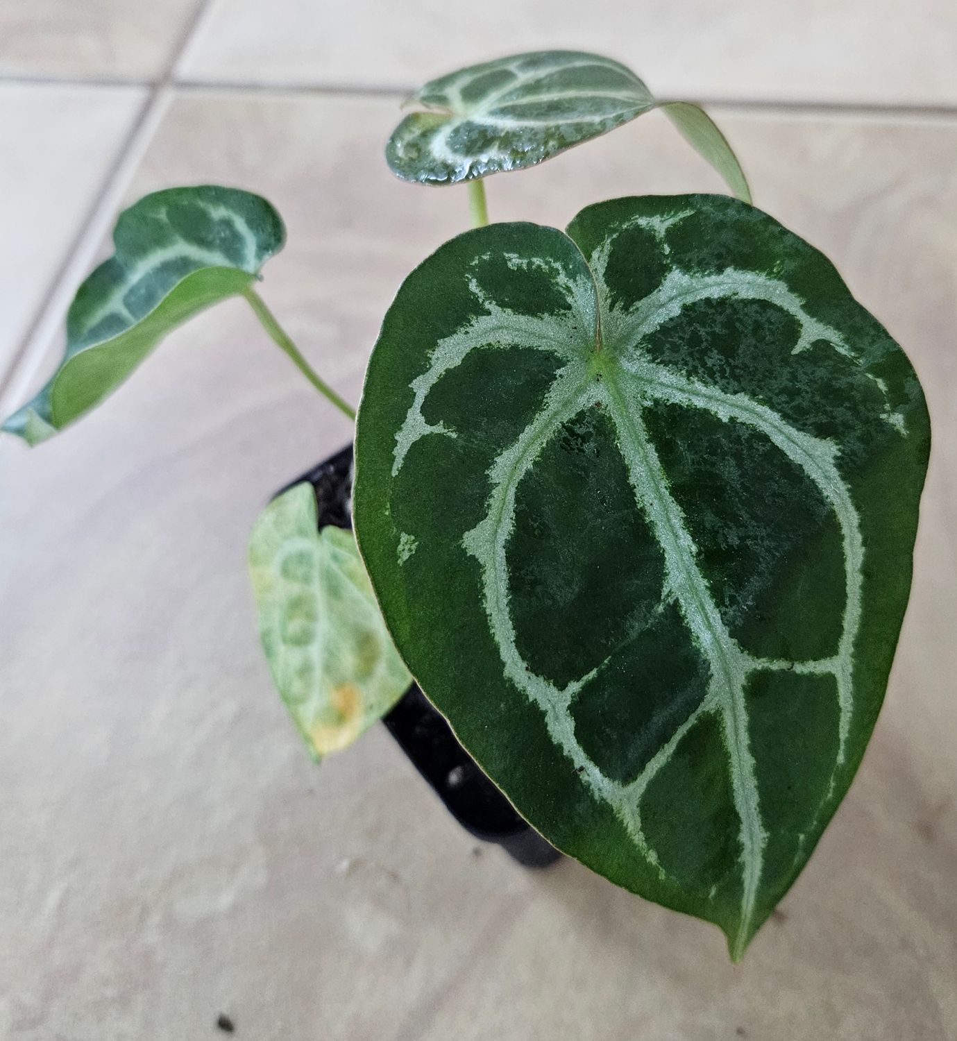 Anthurium Crystallinum x Red Crystallinum Tezula