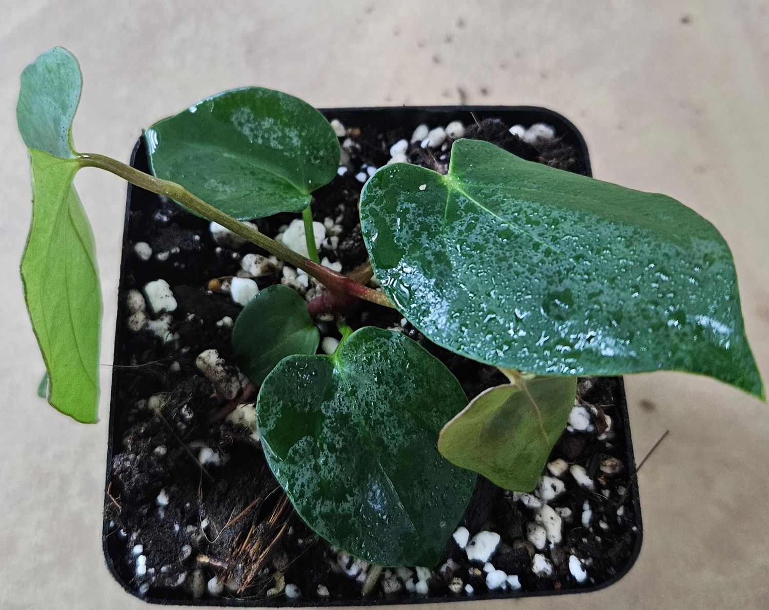 Anthurium Papillaminum x Red Vein Dark Phoenix