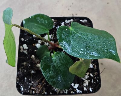 Anthurium Papillaminum x Red Vein Dark Phoenix