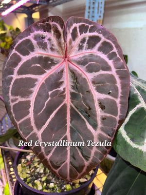 Anthurium (Pap x Crystallinum) x Red Crystallinum Tezula