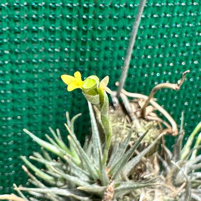 Tillandsia Loliacea