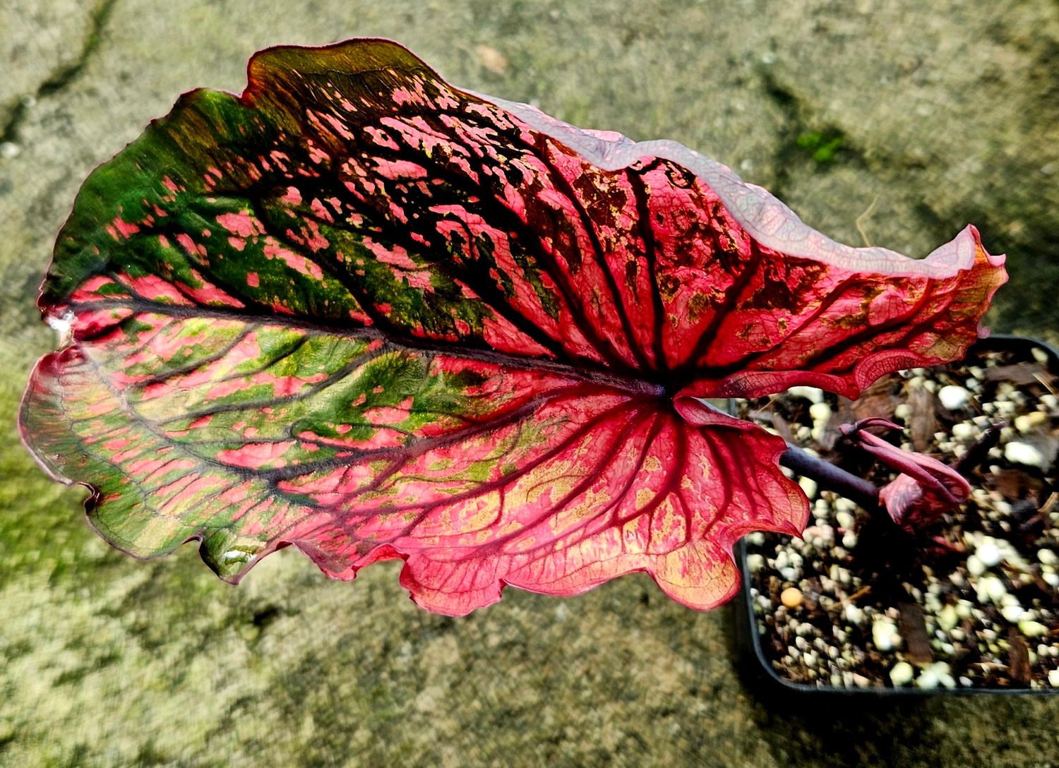 Caladium Strap Thai