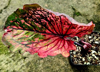 Caladium Strap Thai