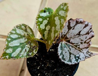 Begonia Rex Silver Knight Small 5cm Begonia Rex Silver Knight Small 5cm