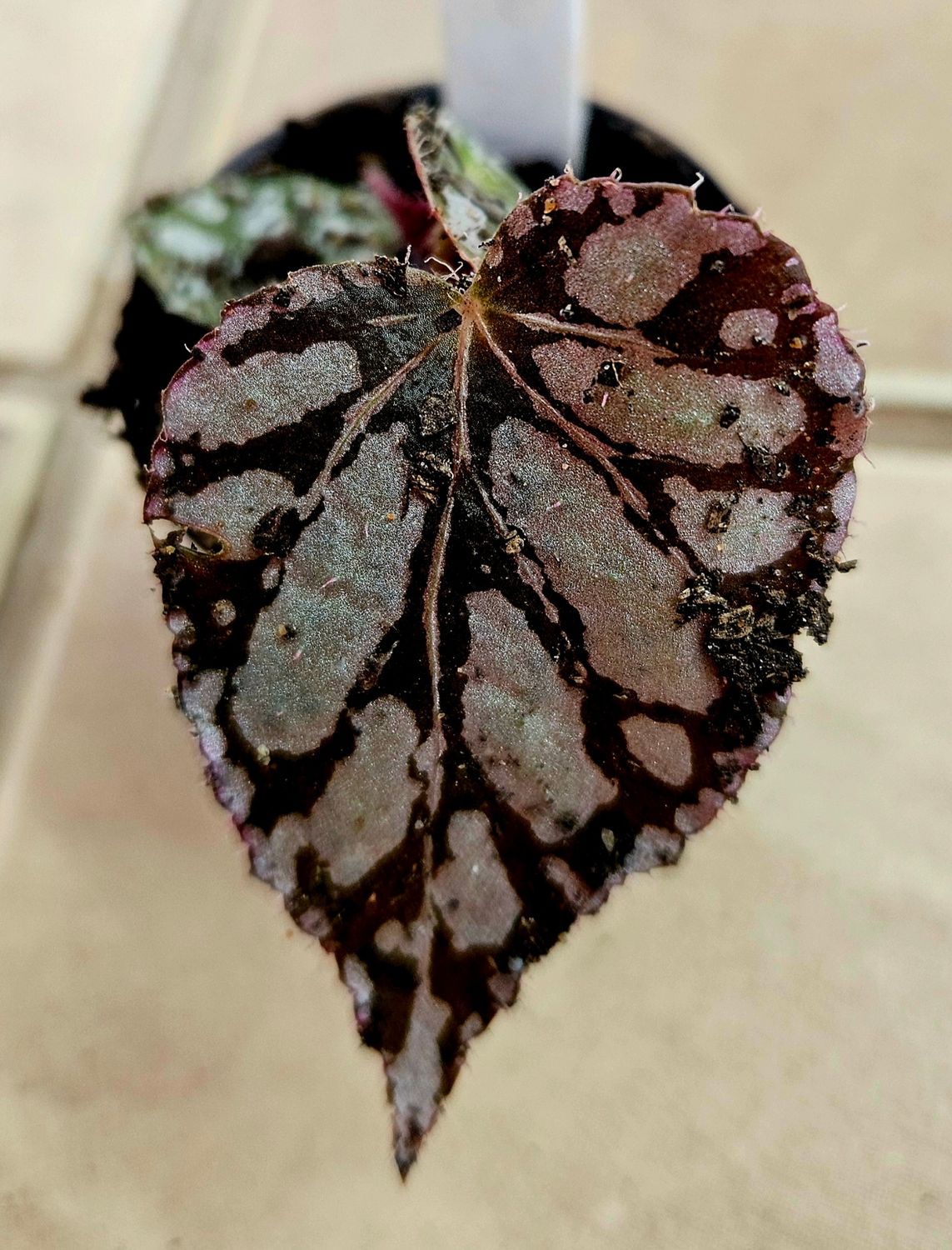 Begonia Rex Silver Small 5cm Begonia Rex Silver Small 5cm