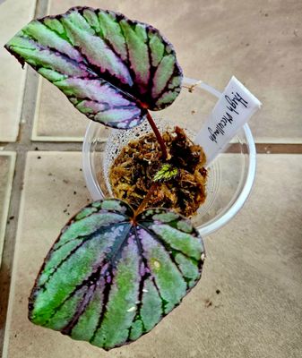 Begonia Hugh McLaughlin in Spagnum moss, Cup Begonia Hugh McLaughlin in Spagnum moss, Cup