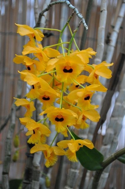 Dendrobium fimbriatum