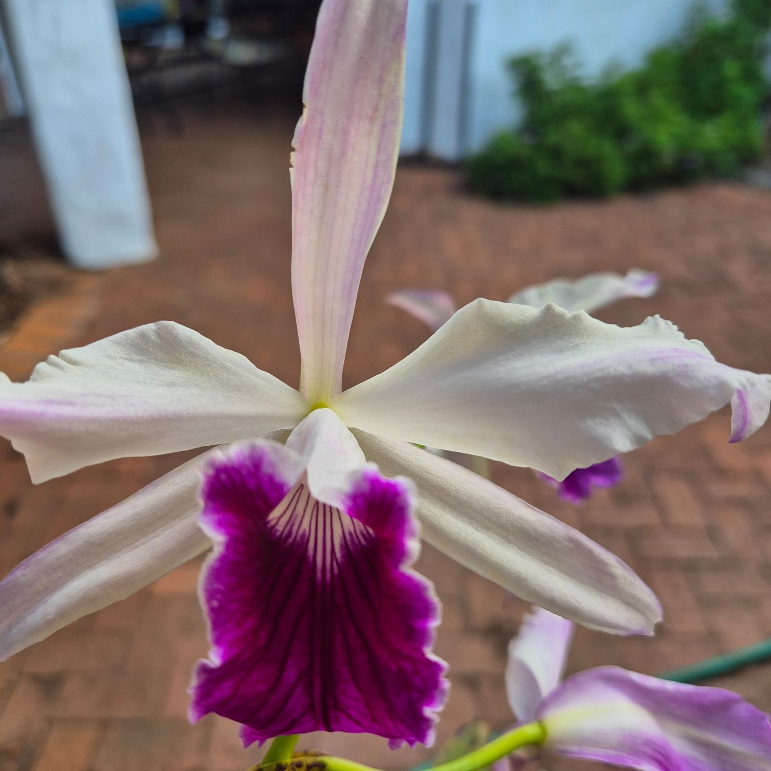 Laelia purperata Samil Laelia purperata Samil