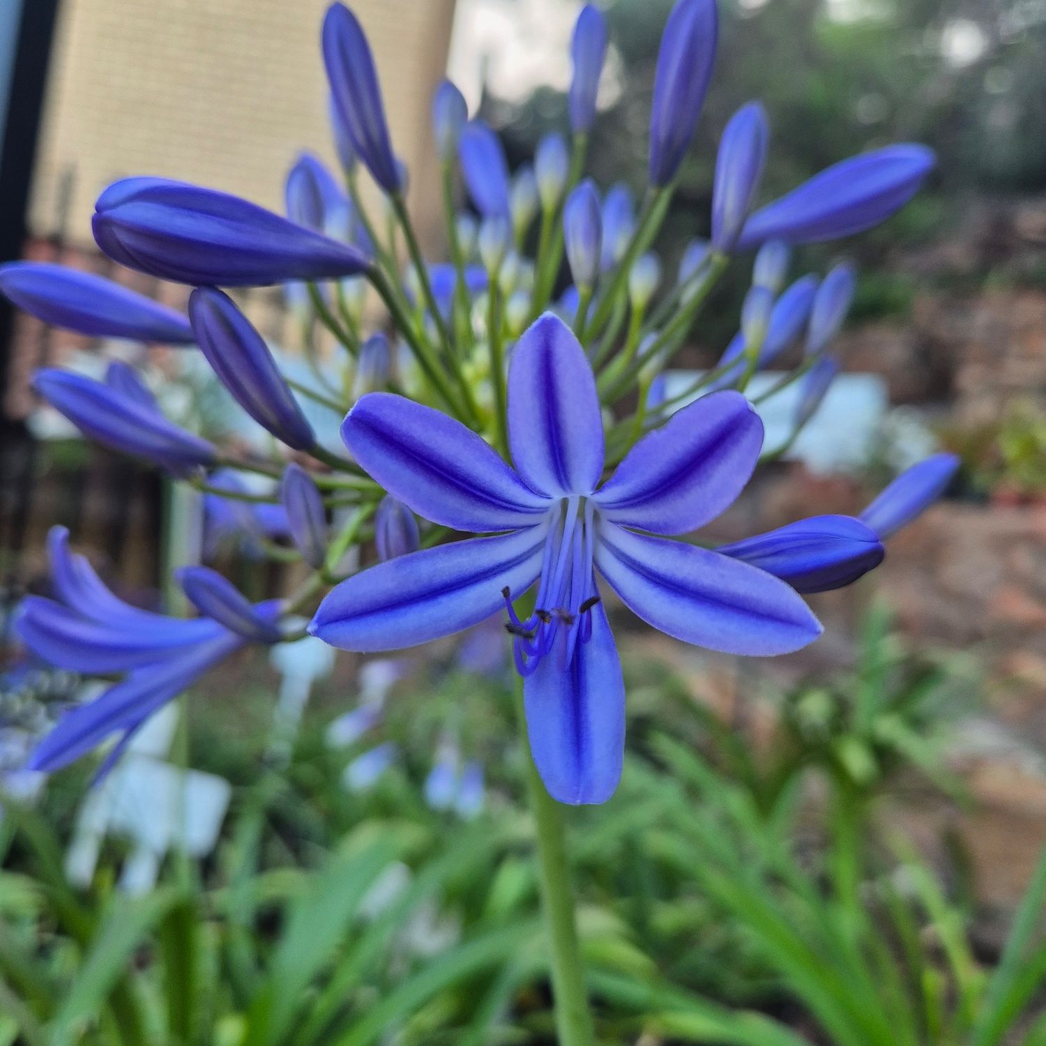 Agapanthus Jacaranda