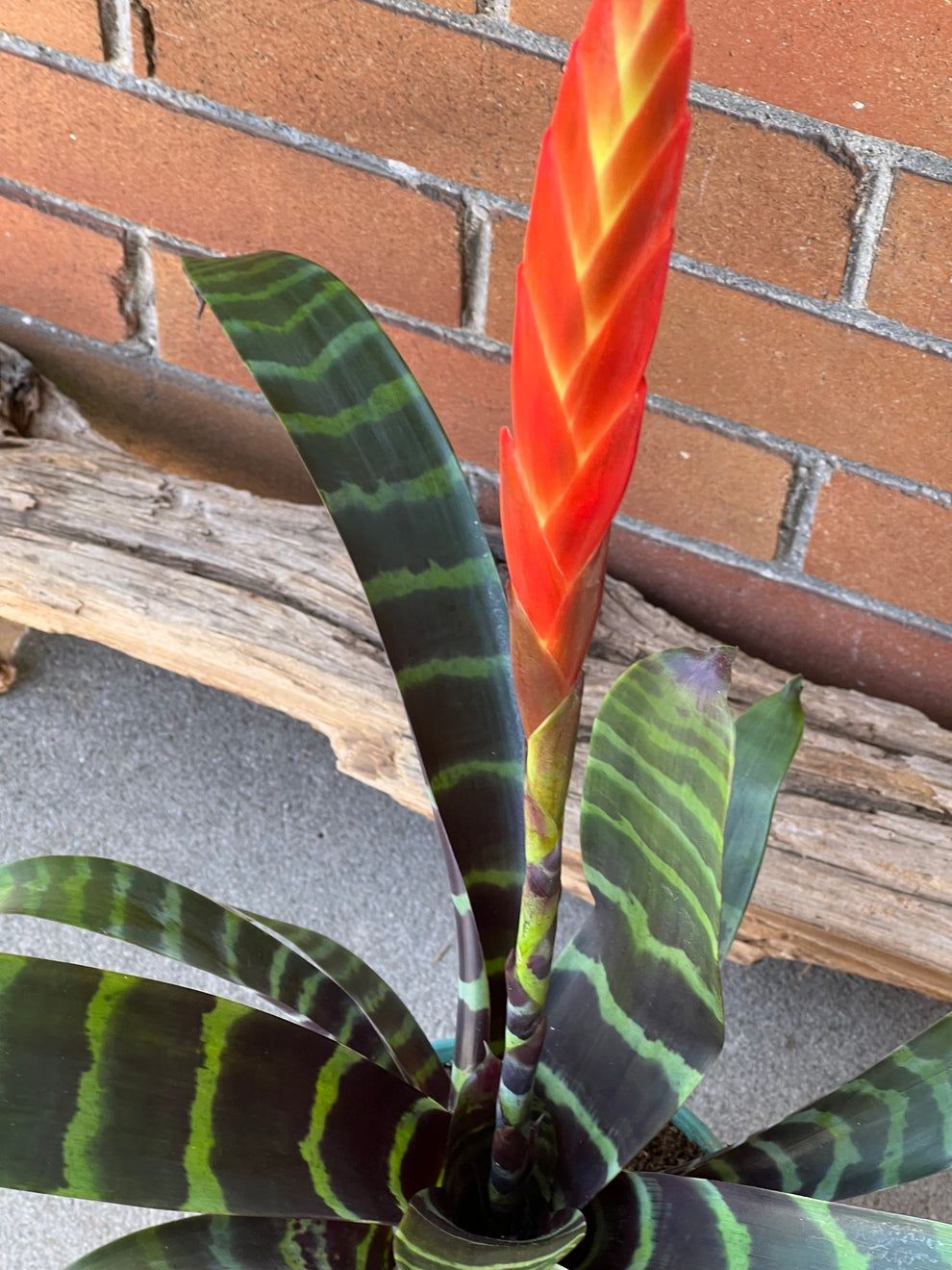 Vriesea flaming sword