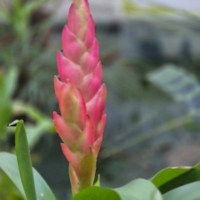 Vriesea Rosy pink Vriesea Rosy pink