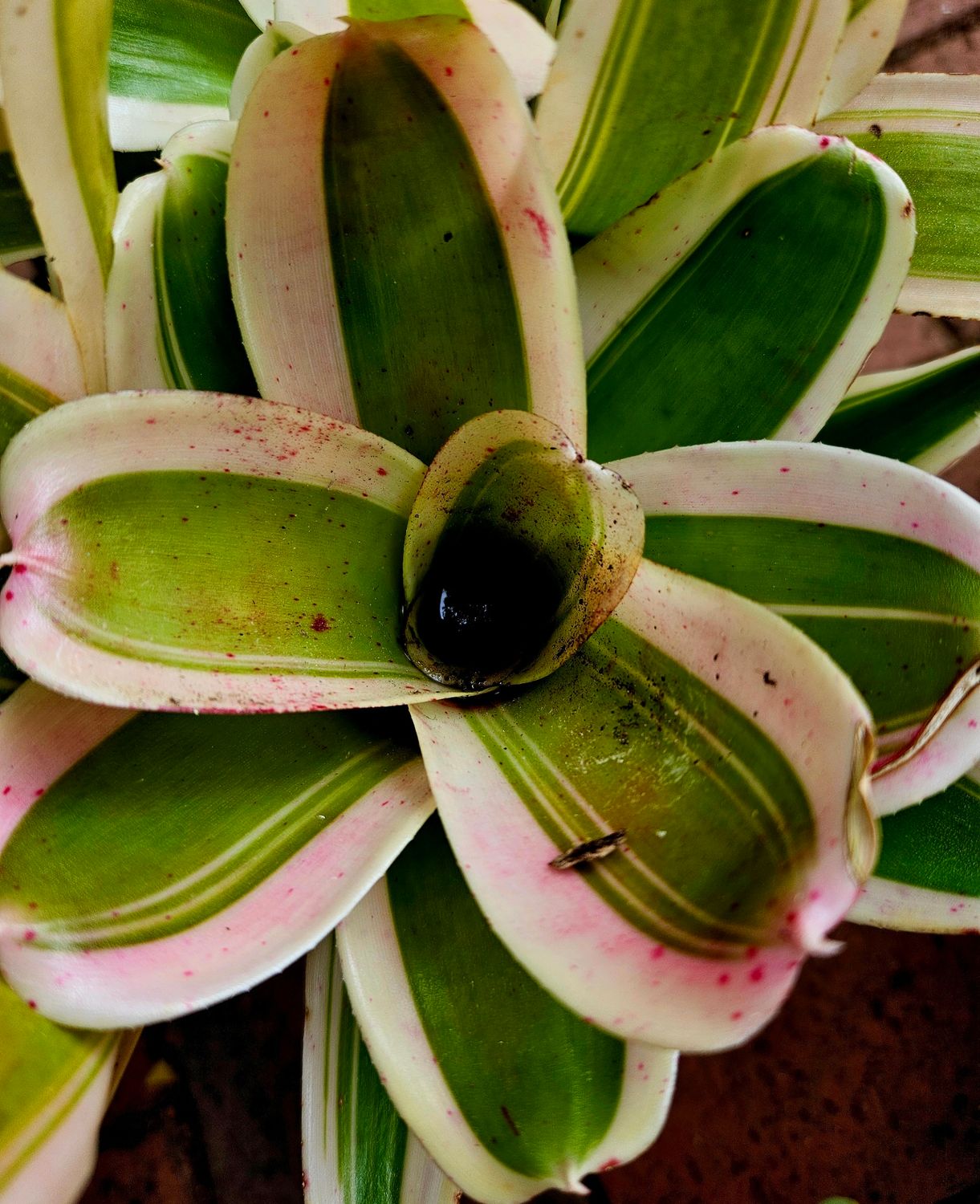 Neoregelia Variegated Miniature