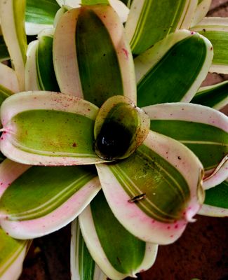 Neoregelia Variegated Miniature T Neoregelia Variegated Miniature T