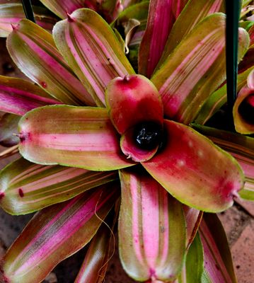 Neoregelia Pink Miniature T Neoregelia Pink Miniature T