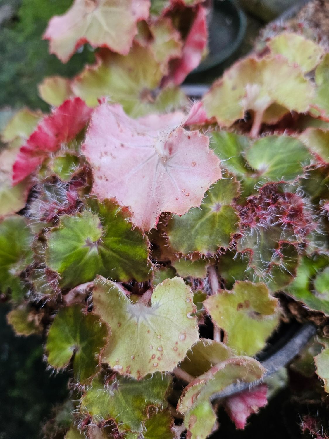 Begonia Jungle Large