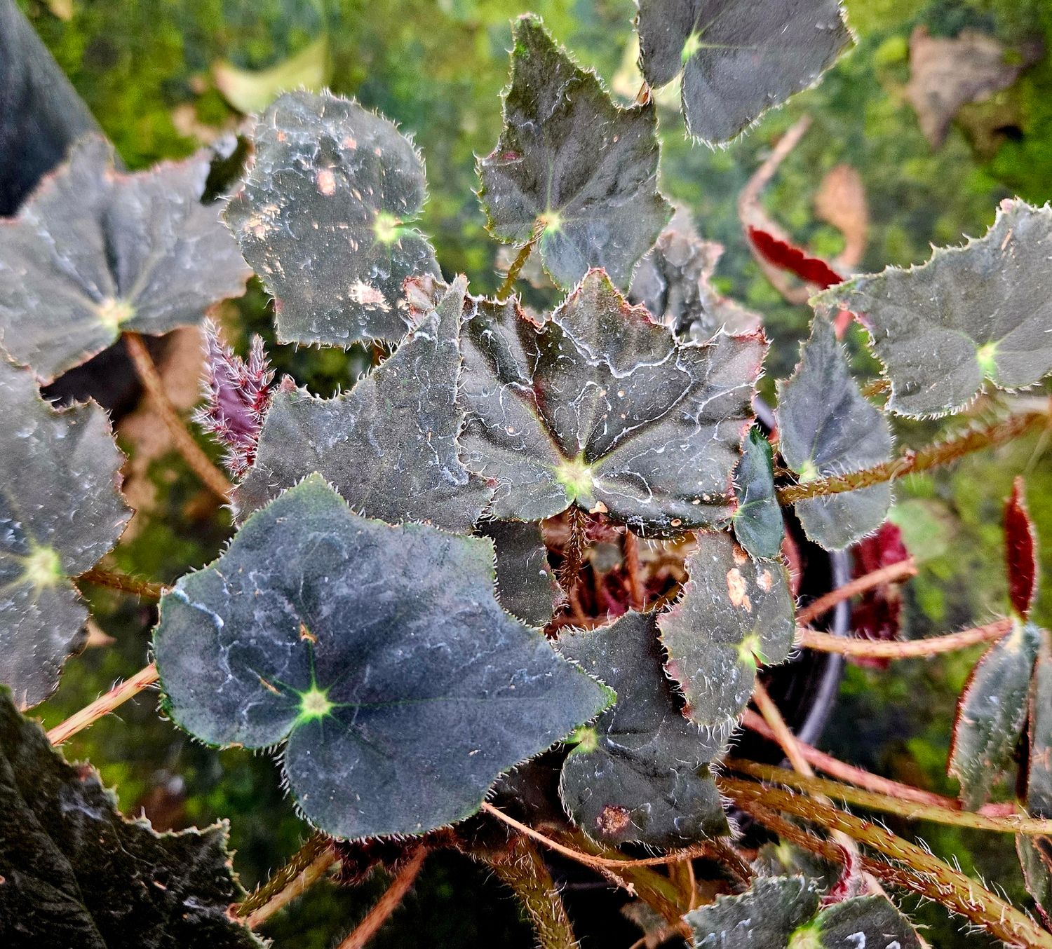 Begonia Black Velvet Large