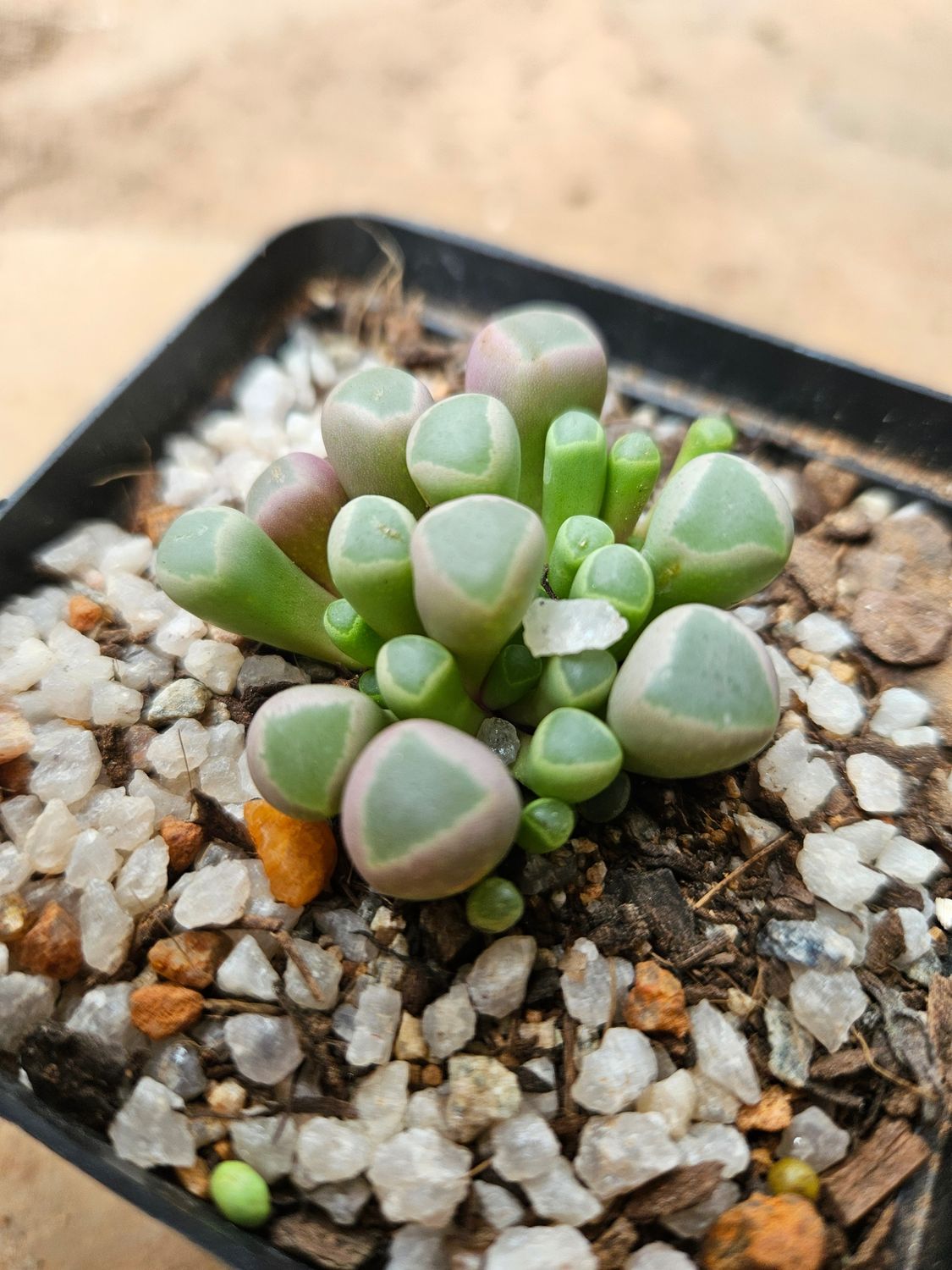 Fenestraria Rhopalophylla Fenestraria Rhopalophylla