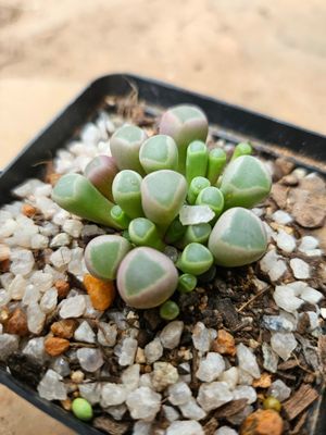 Fenestraria Rhopalophylla Fenestraria Rhopalophylla