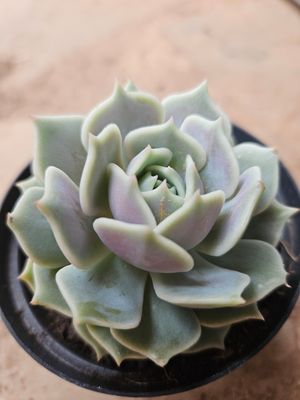 Echeveria Lola Echeveria Lola