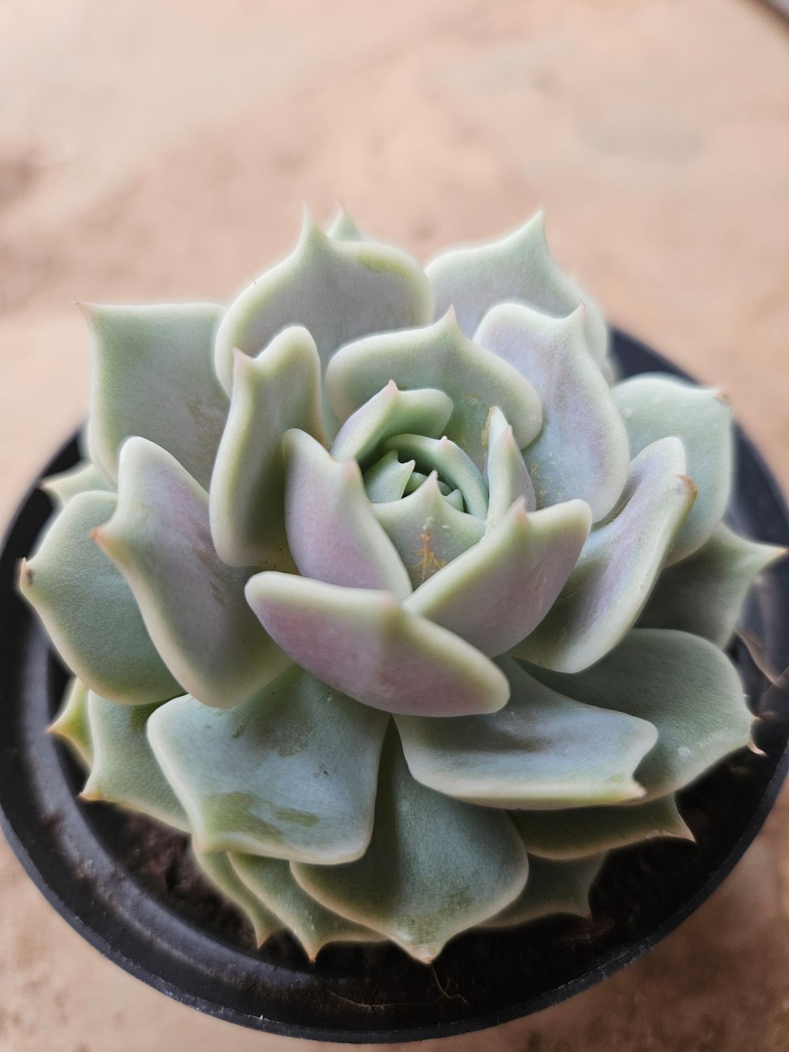 Echeveria Lola