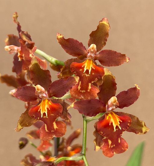 Miltonidium Guann Shin Rouge &#39;Ruby