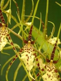 Brassia Rattler