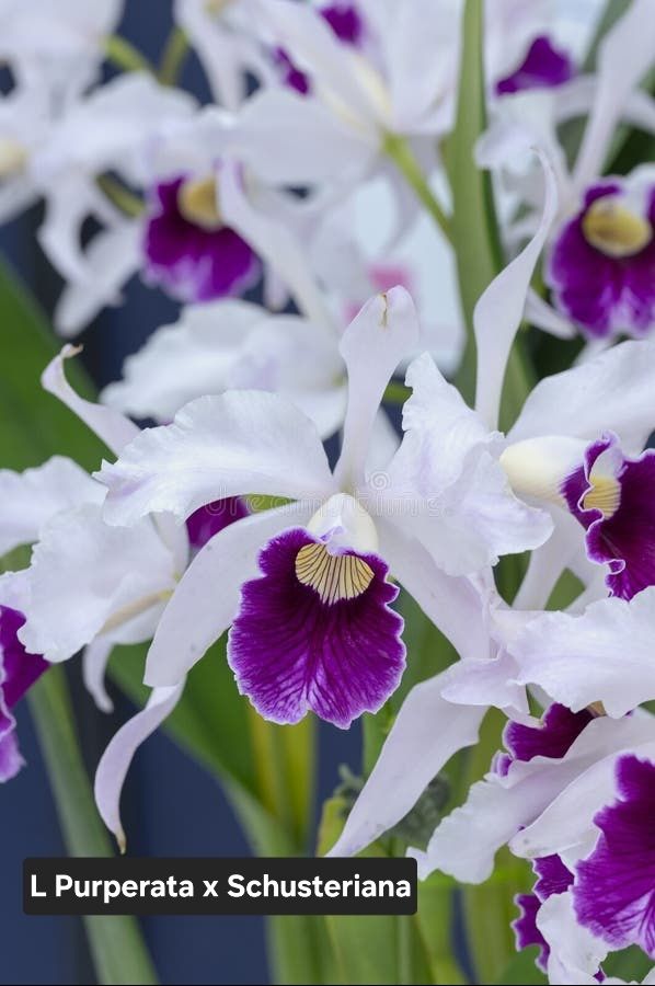 Laelia purperata x schusteriana Laelia purperata x schusteriana