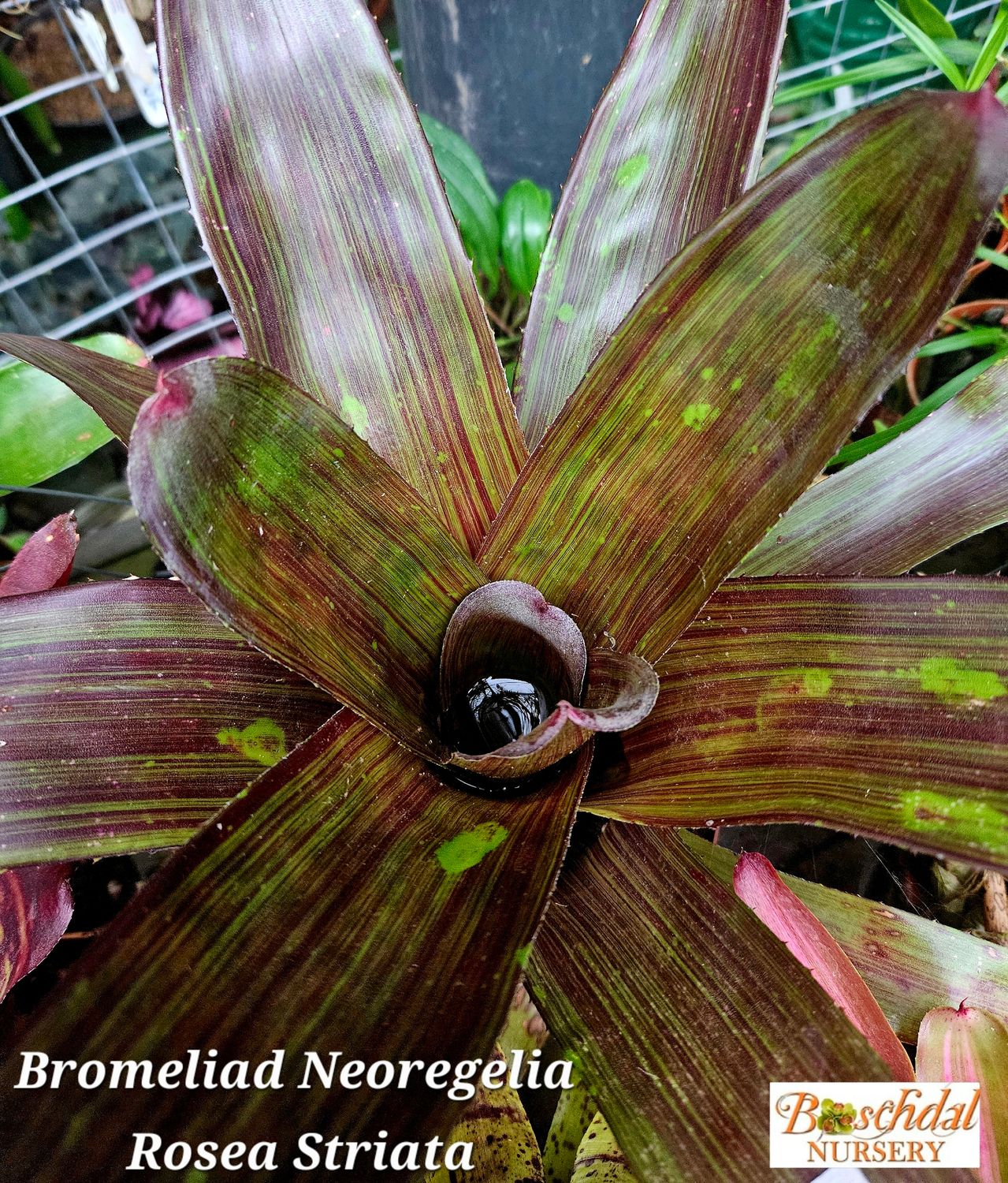 Neoregelia Rosea Striata T Neoregelia Rosea Striata T