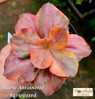 Echeveria Marie Antoinette Variegated