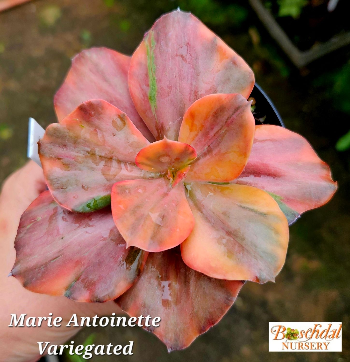 Echeveria Marie Antoinette Variegated