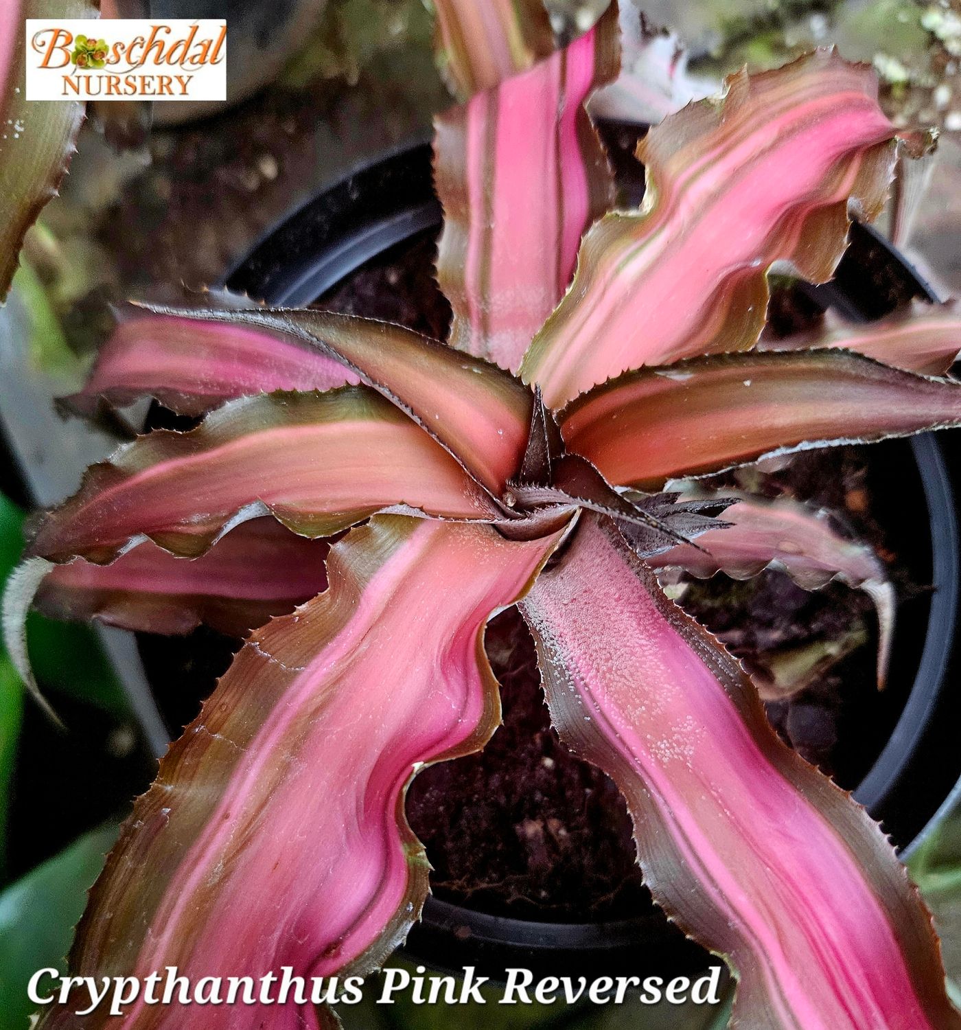 Crypthanthus Pink Reversed