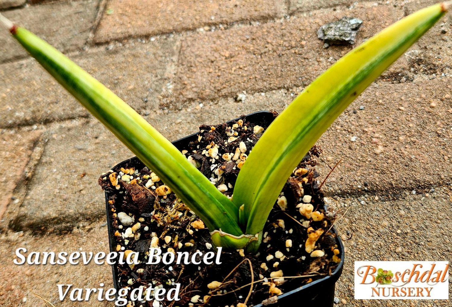 Sanseveria Boncel Variegated